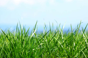 Pre-selected placeholder image