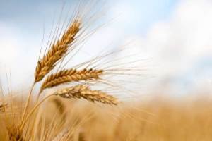 Pre-selected placeholder image